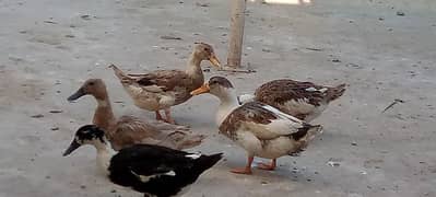 pair of five duck white one is a male and others are female