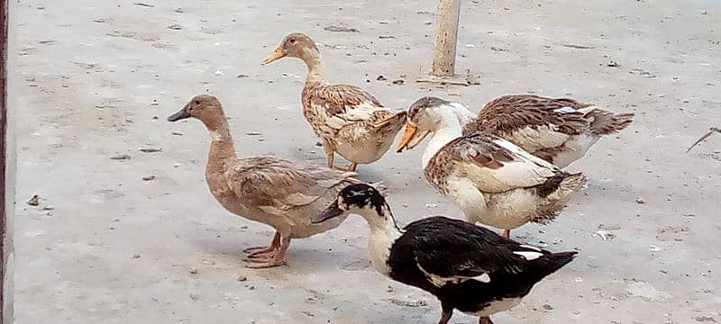 pair of five duck white one is a male and others are female 1