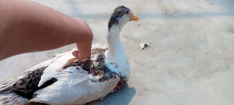 pair of five duck white one is a male and others are female 2