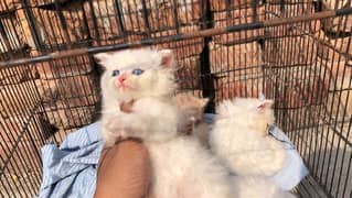 5 Kittens blue eyes triple coat