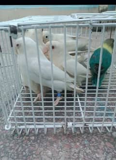 Albino | Lotino parsonata | Decino Male | Blue Opline | Love bird