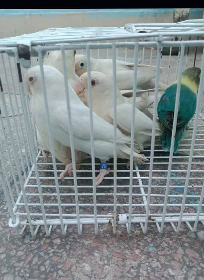 Albino | Lotino parsonata | Decino Male | Blue Opline | Love bird 0