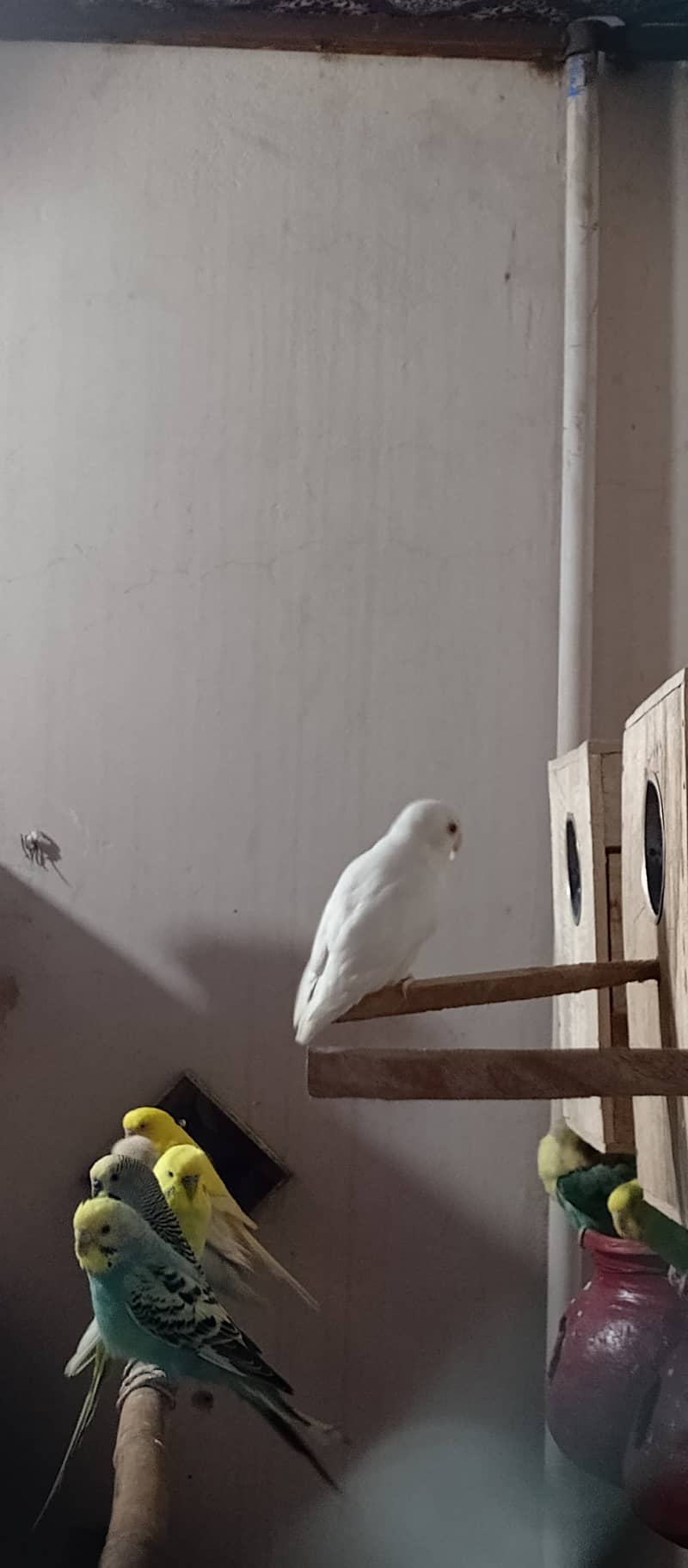 Albino | Lotino parsonata | Decino Male | Blue Opline | Love bird 1