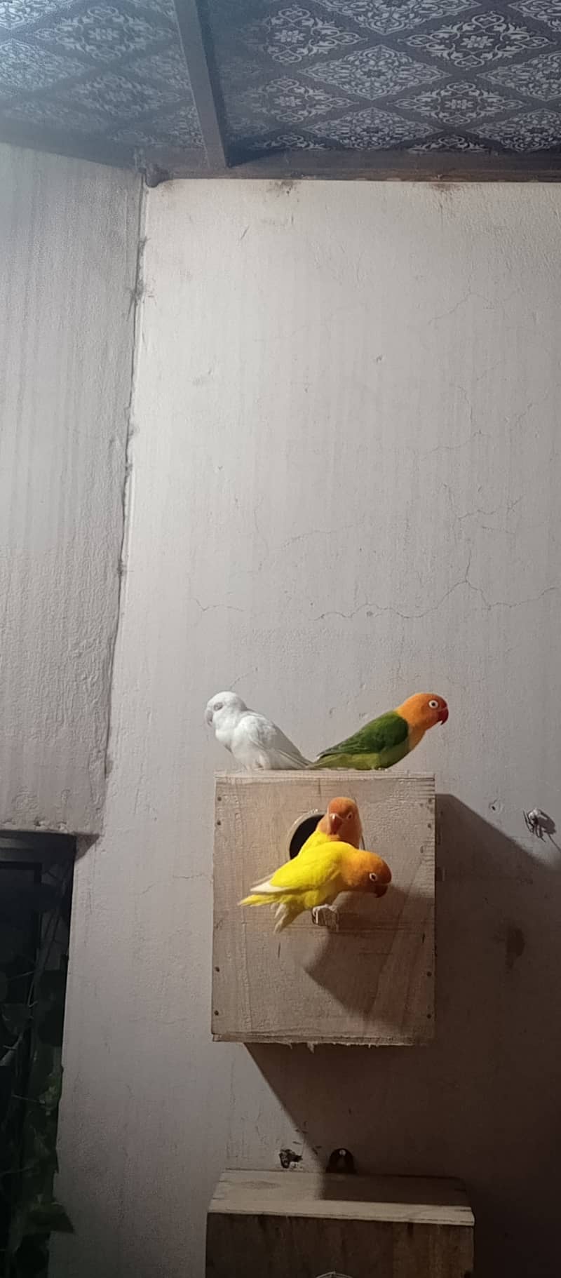 Albino | Lotino parsonata | Decino Male | Blue Opline | Love bird 2