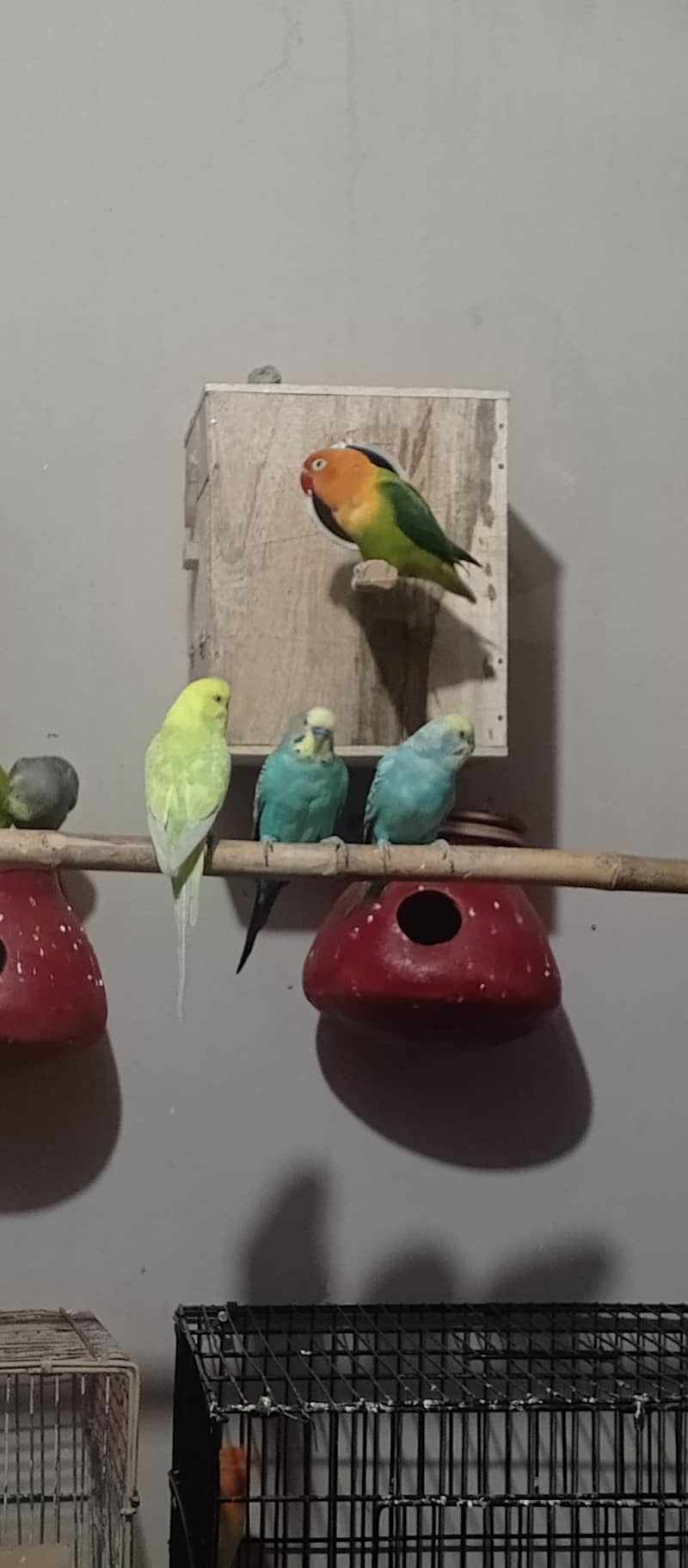 Albino | Lotino parsonata | Decino Male | Blue Opline | Love bird 3