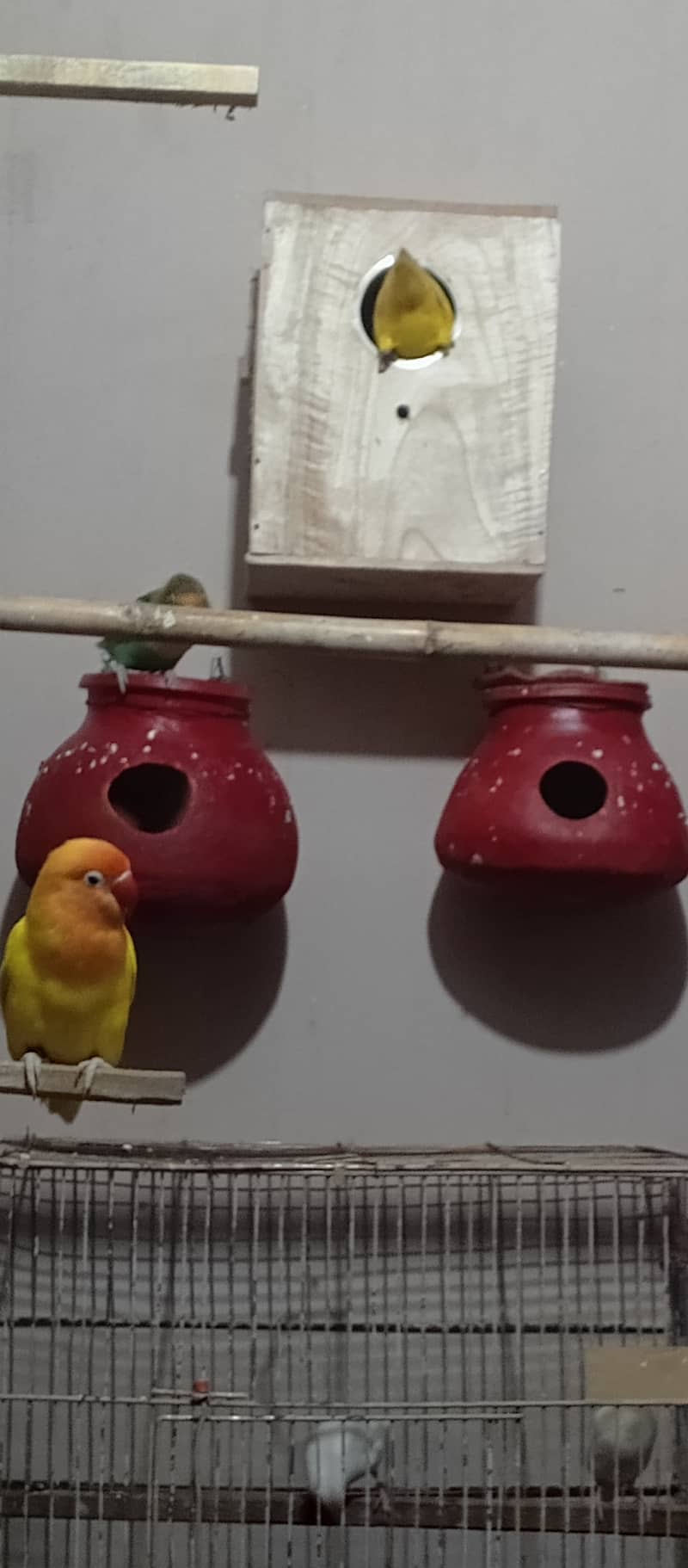 Albino | Lotino parsonata | Decino Male | Blue Opline | Love bird 4