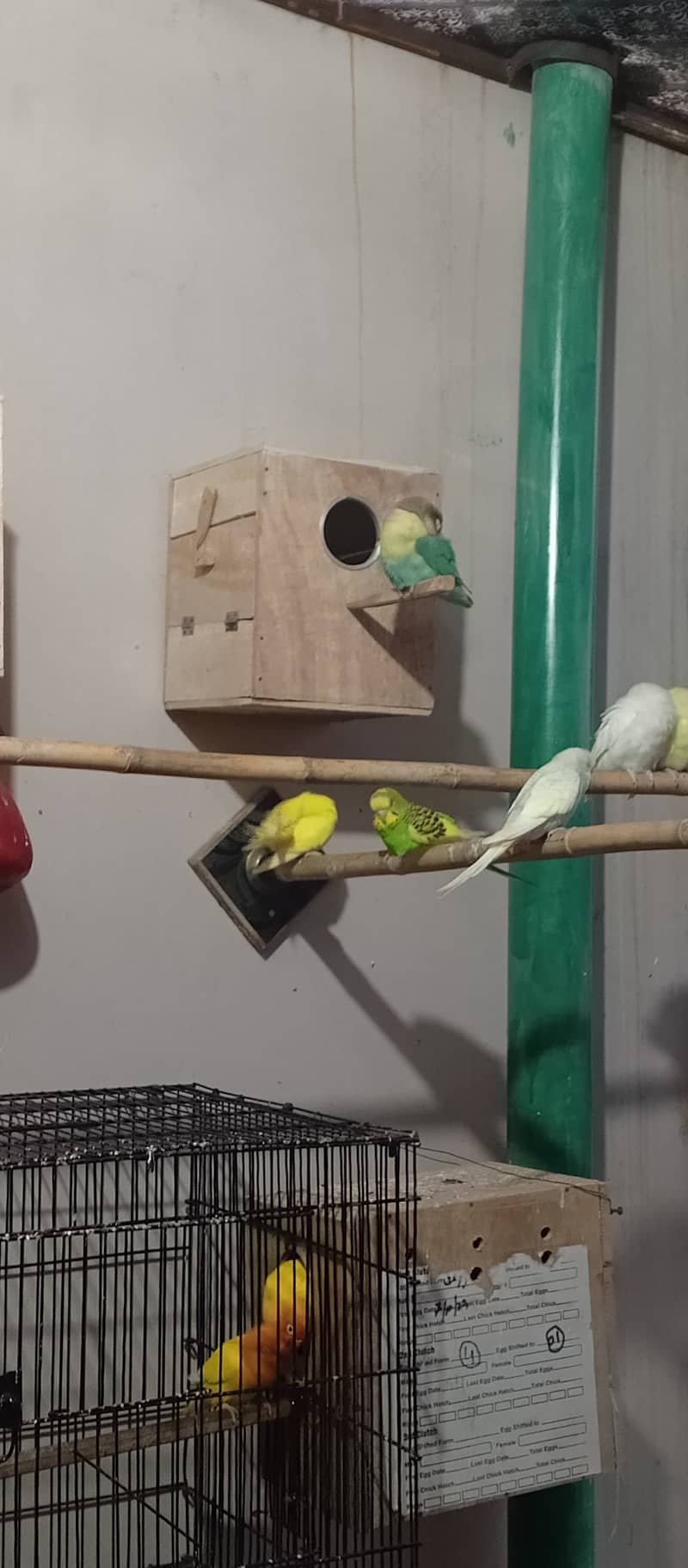 Albino | Lotino parsonata | Decino Male | Blue Opline | Love bird 6