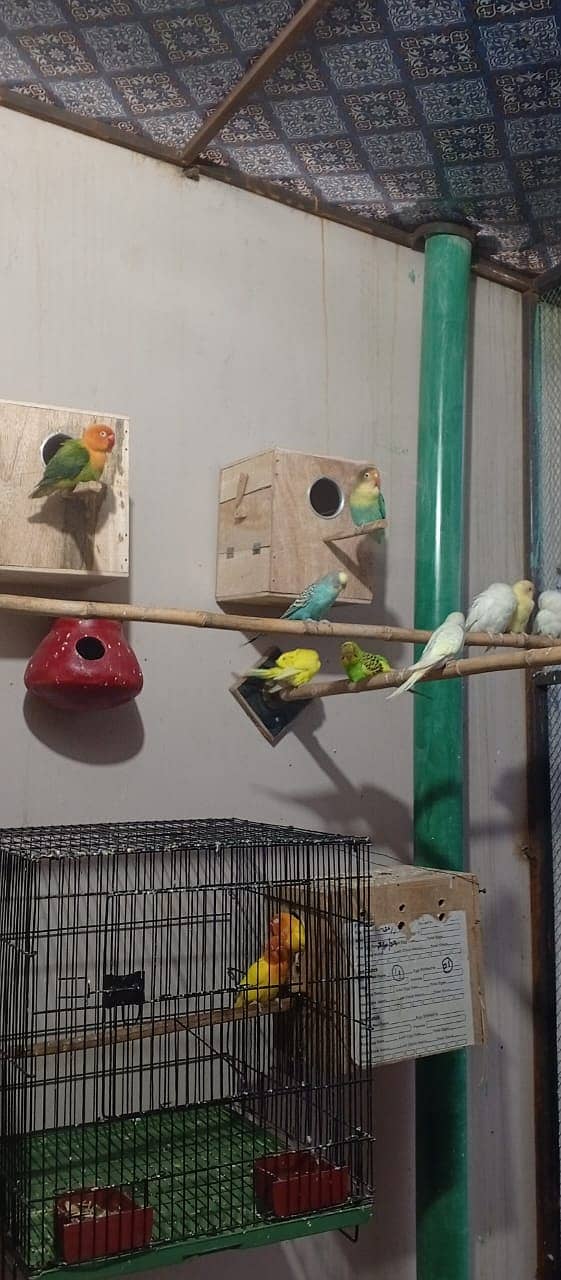 Albino | Lotino parsonata | Decino Male | Blue Opline | Love bird 7