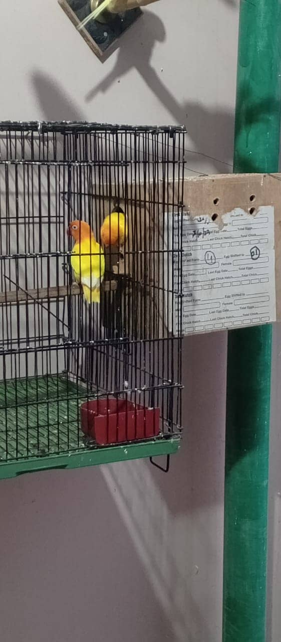 Albino | Lotino parsonata | Decino Male | Blue Opline | Love bird 8