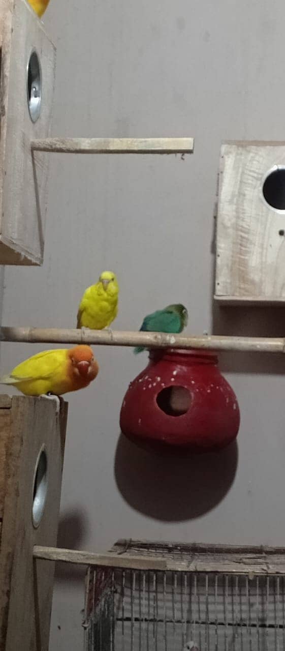 Albino | Lotino parsonata | Decino Male | Blue Opline | Love bird 12