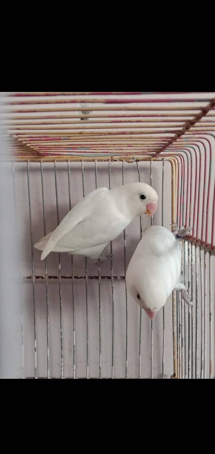 Albino | Lotino parsonata | Decino Male | Blue Opline | Love bird 13