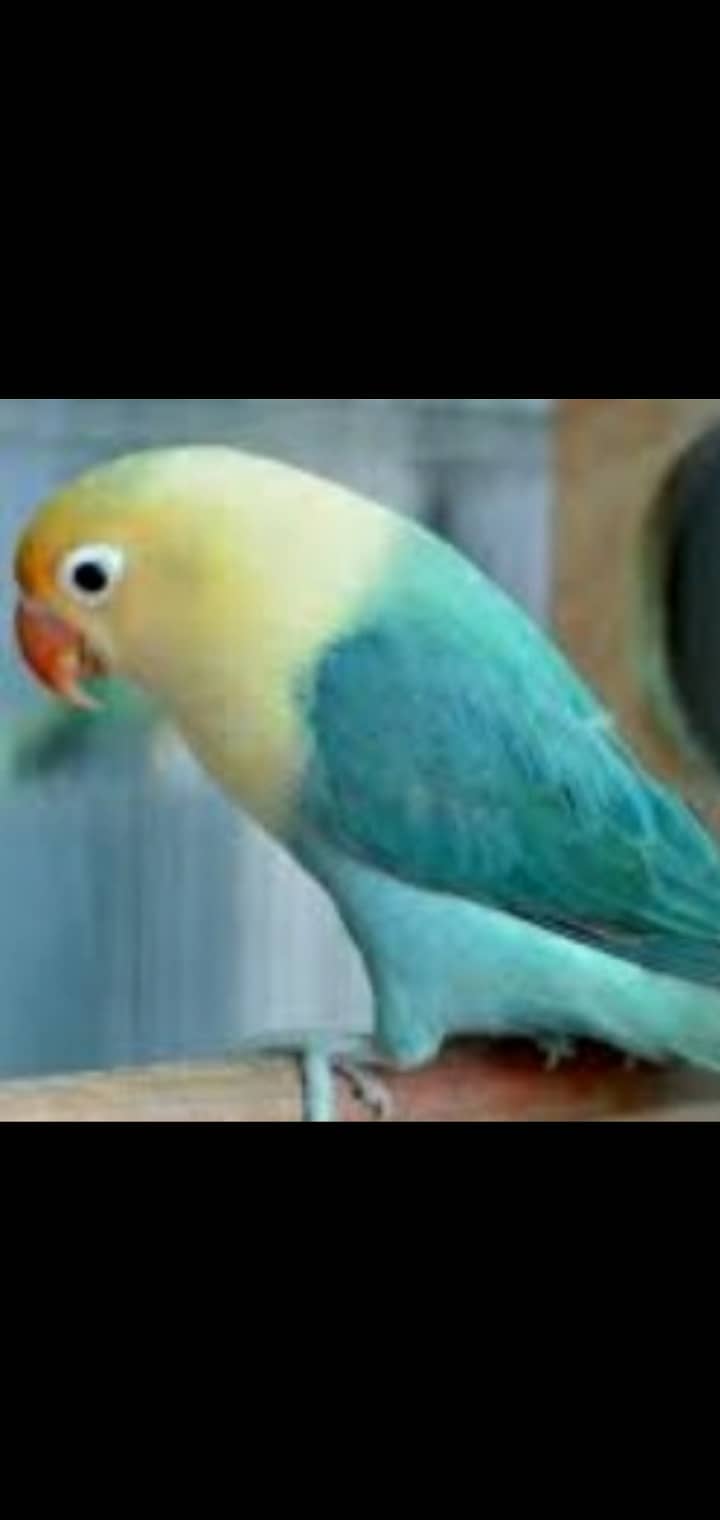 Albino | Lotino parsonata | Decino Male | Blue Opline | Love bird 14