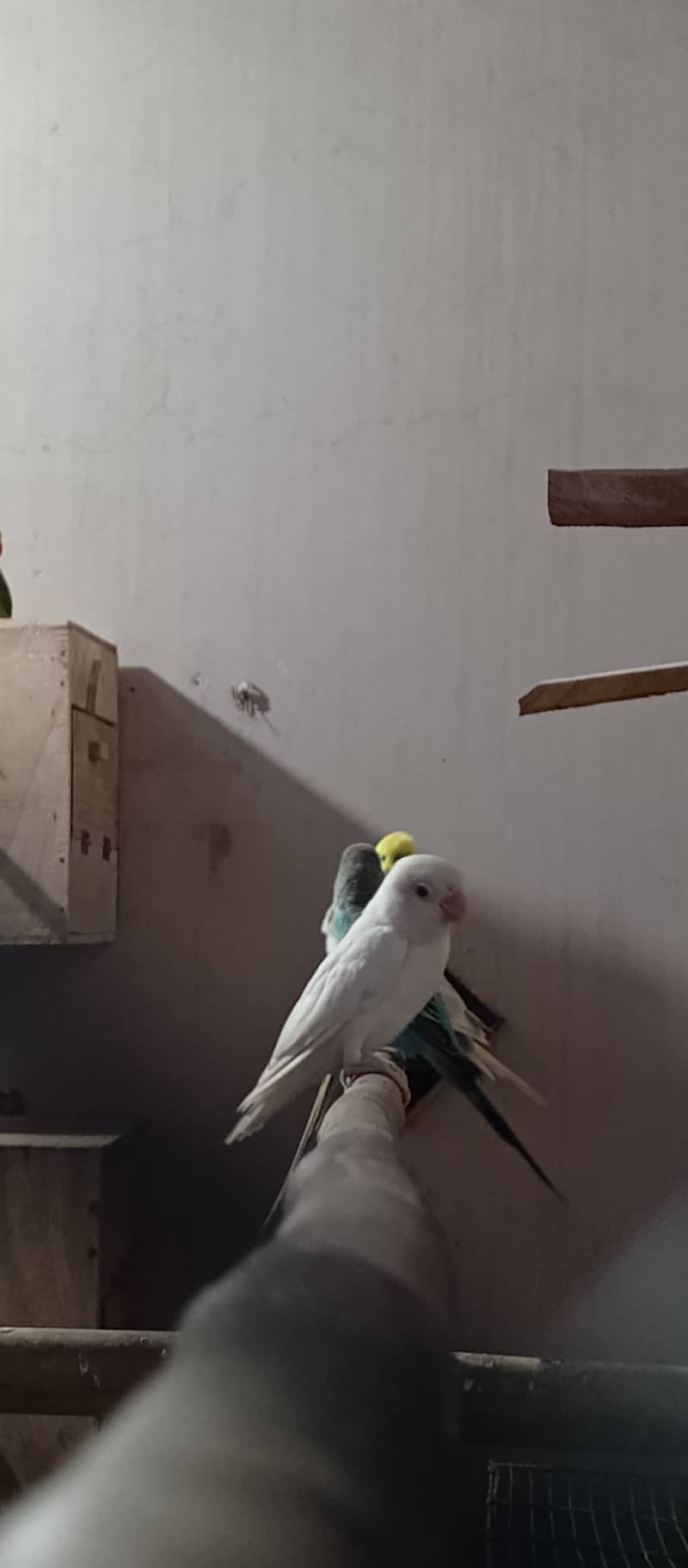 Albino | Lotino parsonata | Decino Male | Blue Opline | Love bird 15