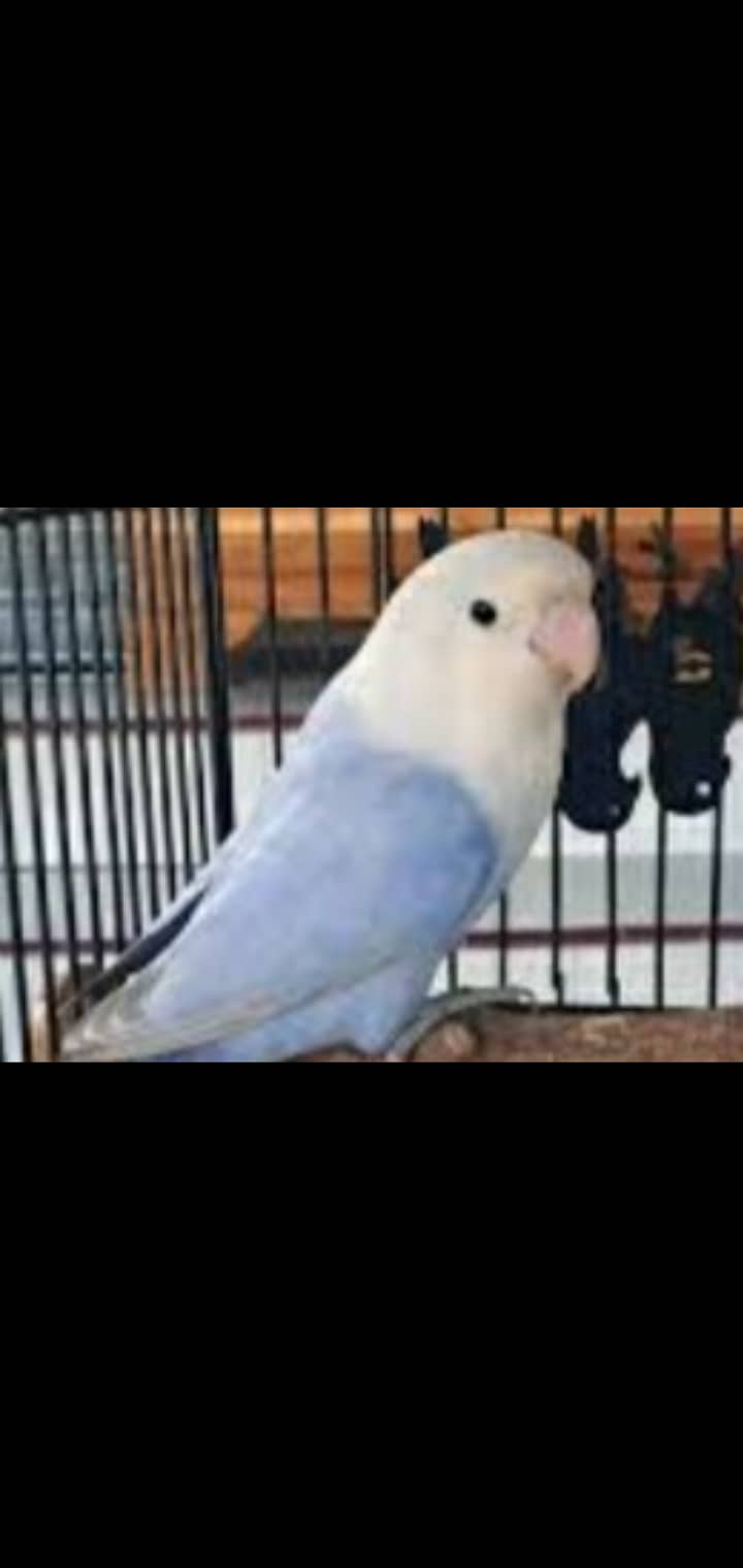 Albino | Lotino parsonata | Decino Male | Blue Opline | Love bird 16