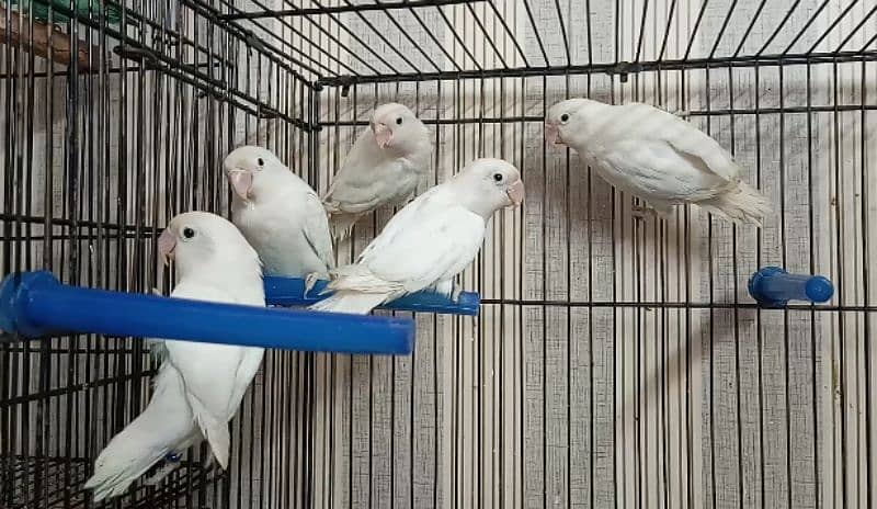 Albino Red Eyes, Albino split ino, Violet Parblue 03317862112 0