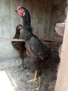 black cobra shamo, white heera females, ayamcimani grey chicks