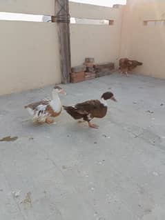 ducks pair