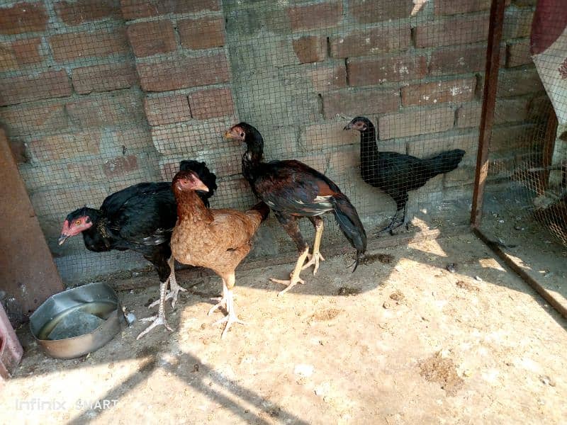 aseel murga or aseel murgian , or chicks complete set-up for sale 2