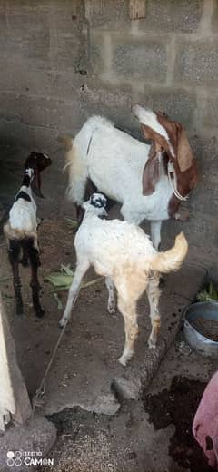 goats for sale 03472535299