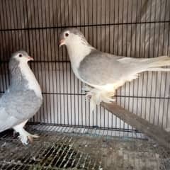 Fancy pigeon for sale