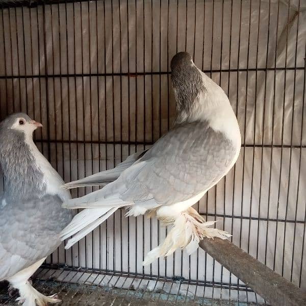 Fancy pigeon for sale 1