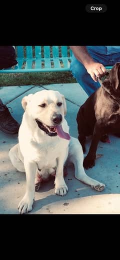 Labrador confirm breeder female