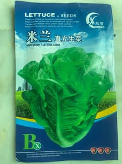 lettuce fresh seeds