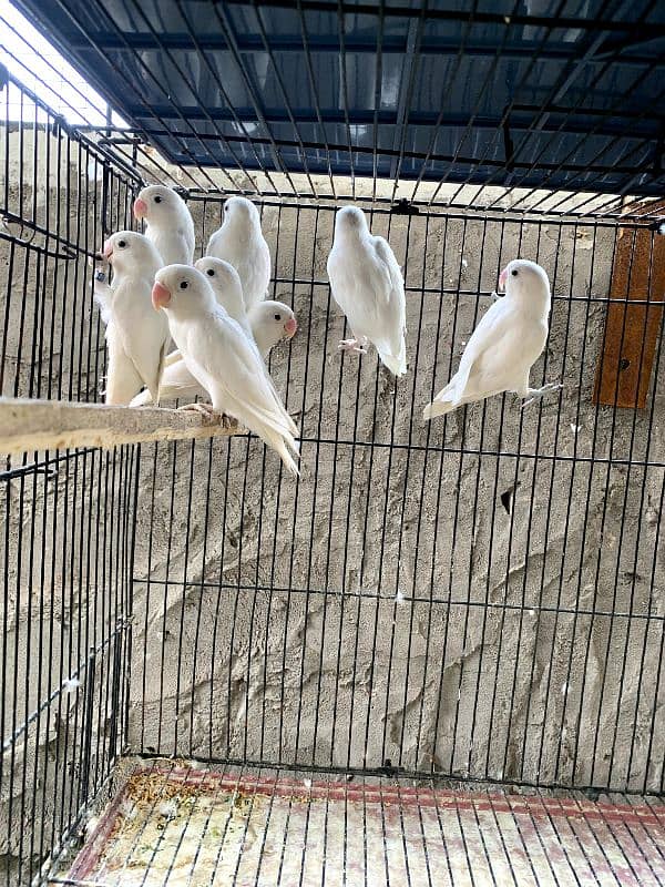 Lovebird albino/ino males DNA 2