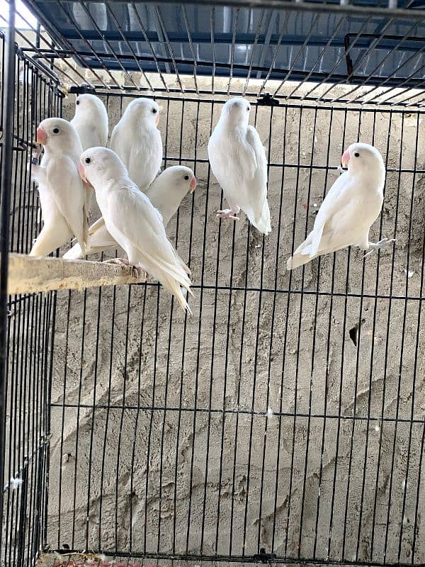 Lovebird albino/ino males DNA 3