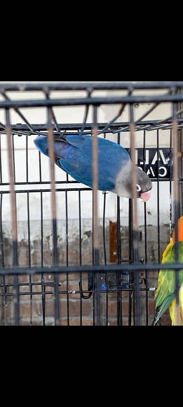 Lovebird albino/ino males DNA 5