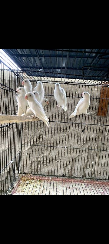 Lovebird albino/ino males DNA 6