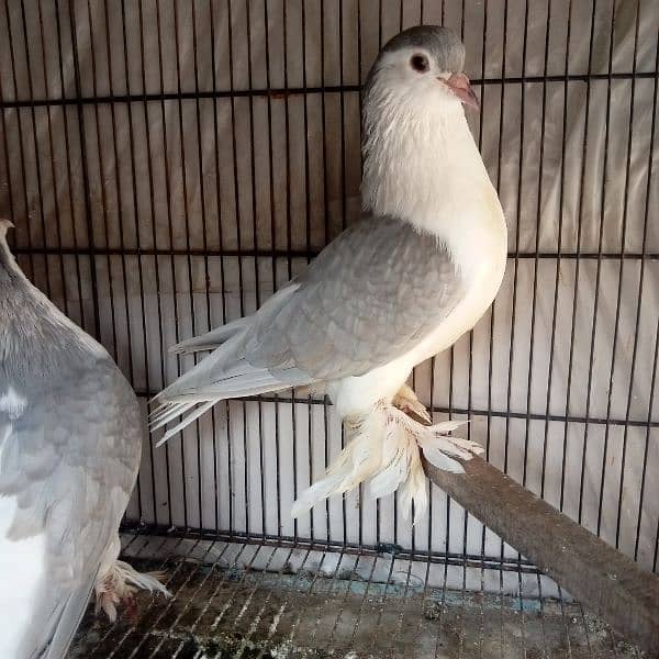 Fancy pigeon for sale 6