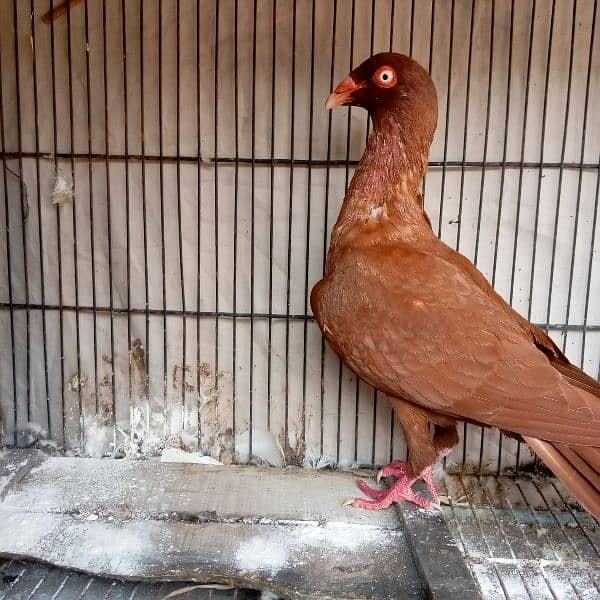 Fancy pigeon for sale 10