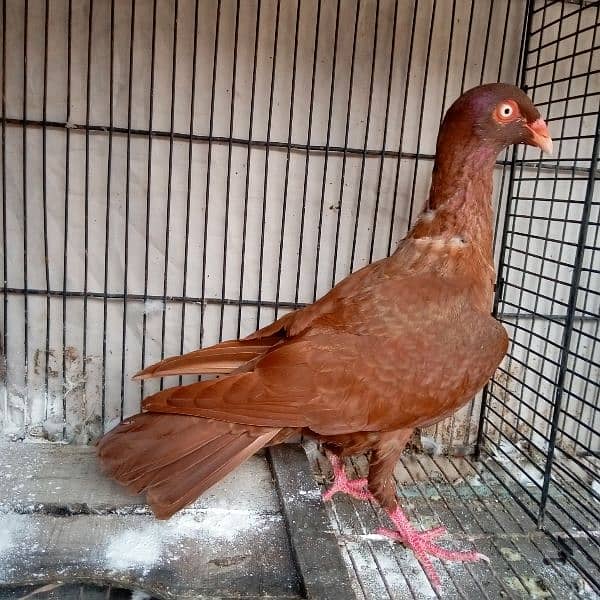 Fancy pigeon for sale 12