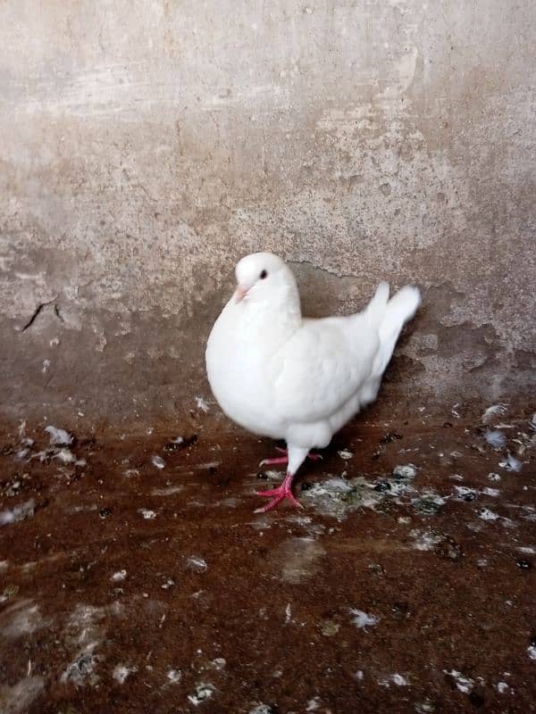 Fancy pigeon for sale 13