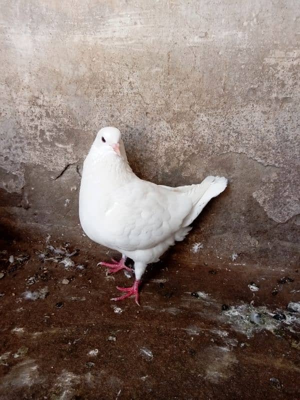 Fancy pigeon for sale 15