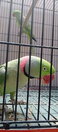 Raw parrots Pair | Breader pair | Parrot | bird for sale