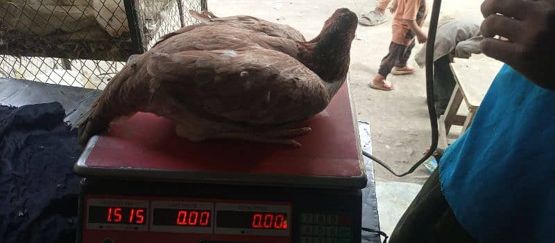 Aseel Murgi 1400 per Kg 4