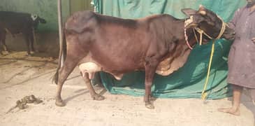 crossbreed pregnant cow