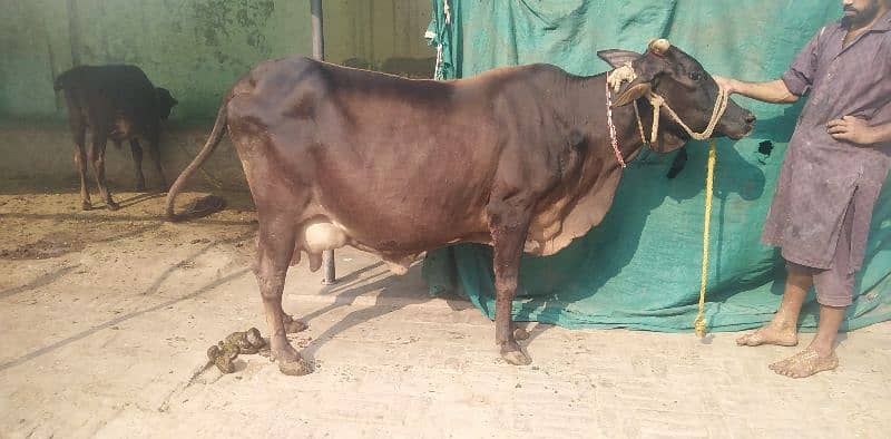 crossbreed pregnant cow 1