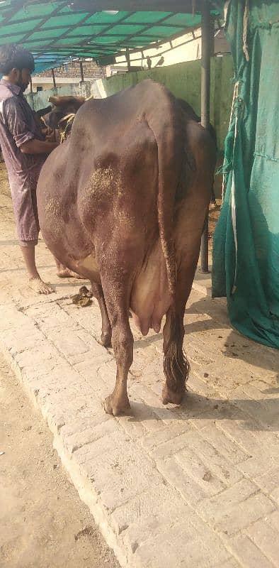 crossbreed pregnant cow 2