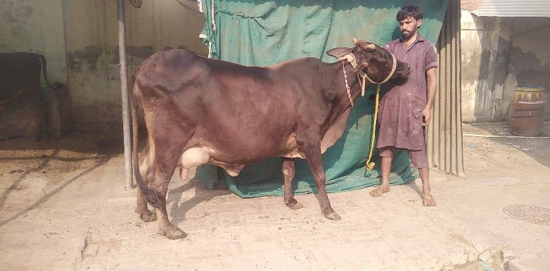 crossbreed pregnant cow 5