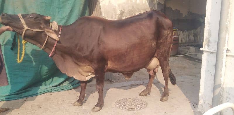 crossbreed pregnant cow 8