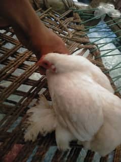 Bantum 1 male 2 females 1 misri murgha for sale