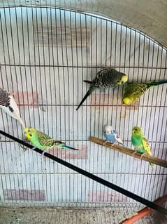 Australian Birds for Sale