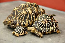 Sri Lankan Star Tortoise & Sulcata Tortoise