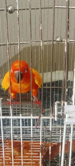 Sun conure for sale