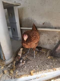 aseel hen with 6 chicks