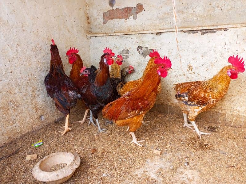 Golden|Murga|Chuza|Leghorn|Murga 8