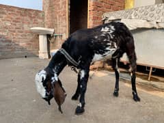 black Bakri female